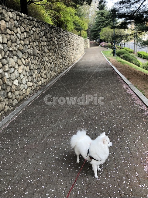 반려동물,반려견,산책,봄,산책로,강아지,개,꽃