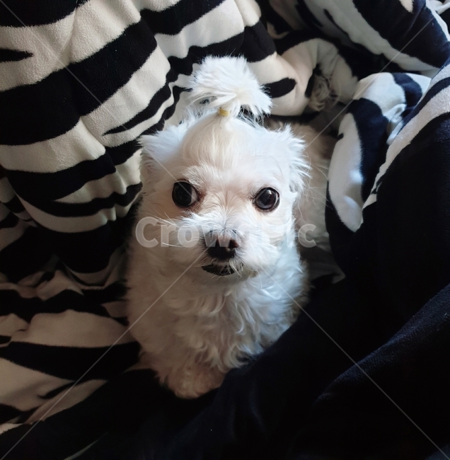 강아지,귀여운,dog,puppy,개