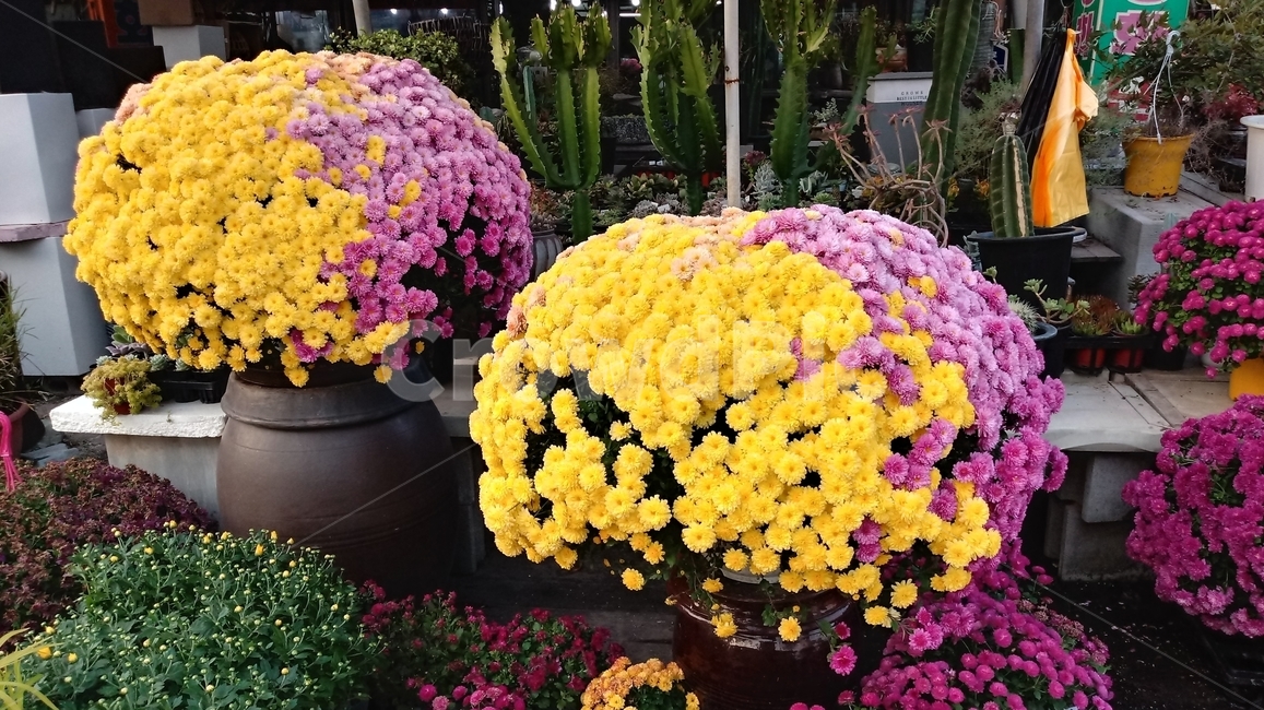 꽃,국화,국화꽃,정원,gardening