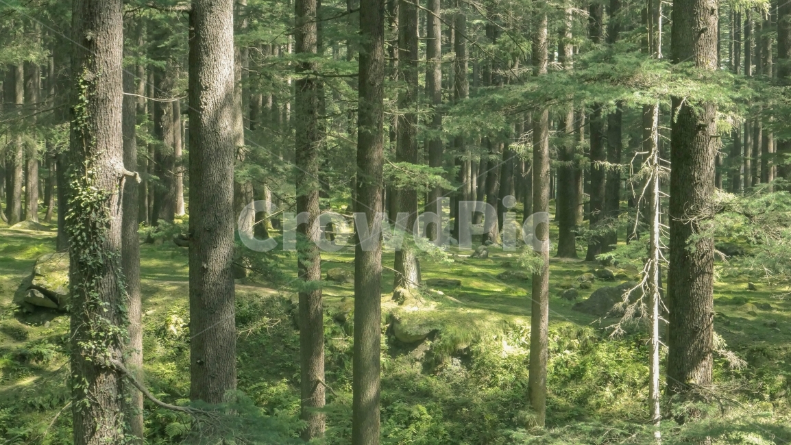 숲,침엽수림,녹색,그린,나무,Forest,wood,green,oldmanali,india,인도,올드마날리,마날리,자연,풍경,nature,landscape,식물,plants,나무,trees,wood,vegetation,초목,plant,woodland,삼림지,forest,tree,outdoors,옥외,land,땅,grove,작은 숲
