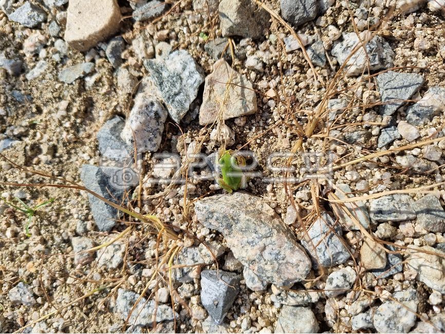 개구리,청개구리,동물,파충류,땅바닥,모래바닥,샌드,그라운드,탑앵글,탑뷰,지표면,클로즈업,표면,토양,흙,흙바닥,갈색,브라운,자연,땅,농토,텍스춰,바닥,모래,돌,돌멩이