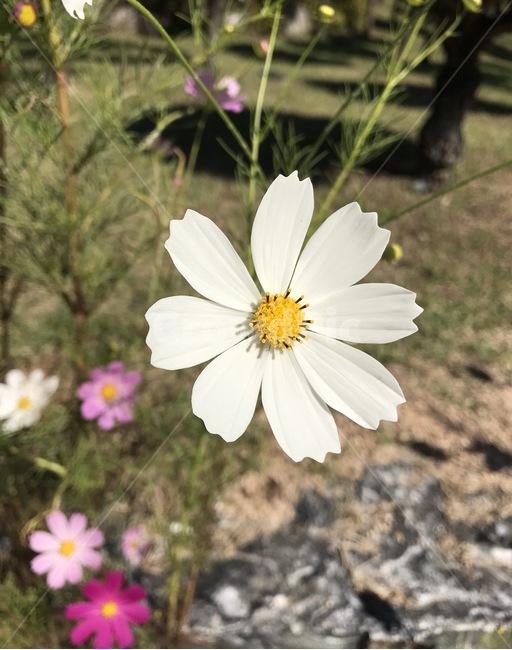꽃,플라워,flower,코스모스,자연,식물,가을,계절,fall,autumn,season,식물,자연,plants,nature,꽃,flower,plant,daisy,데이지,daisies,blossom