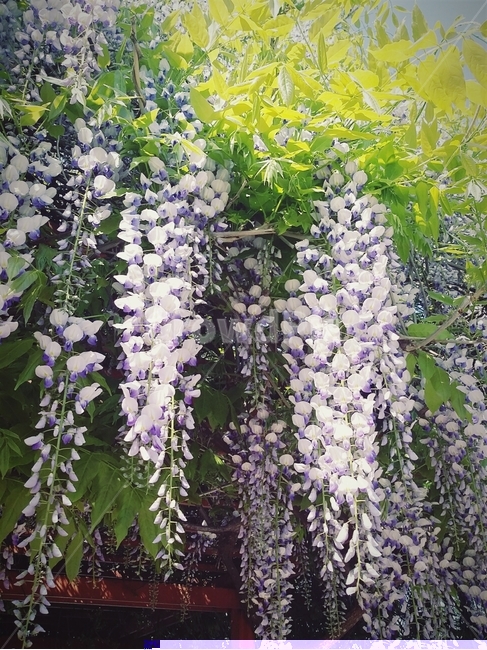 꽃,flower,대롱대롱,흐드러지다,풍경