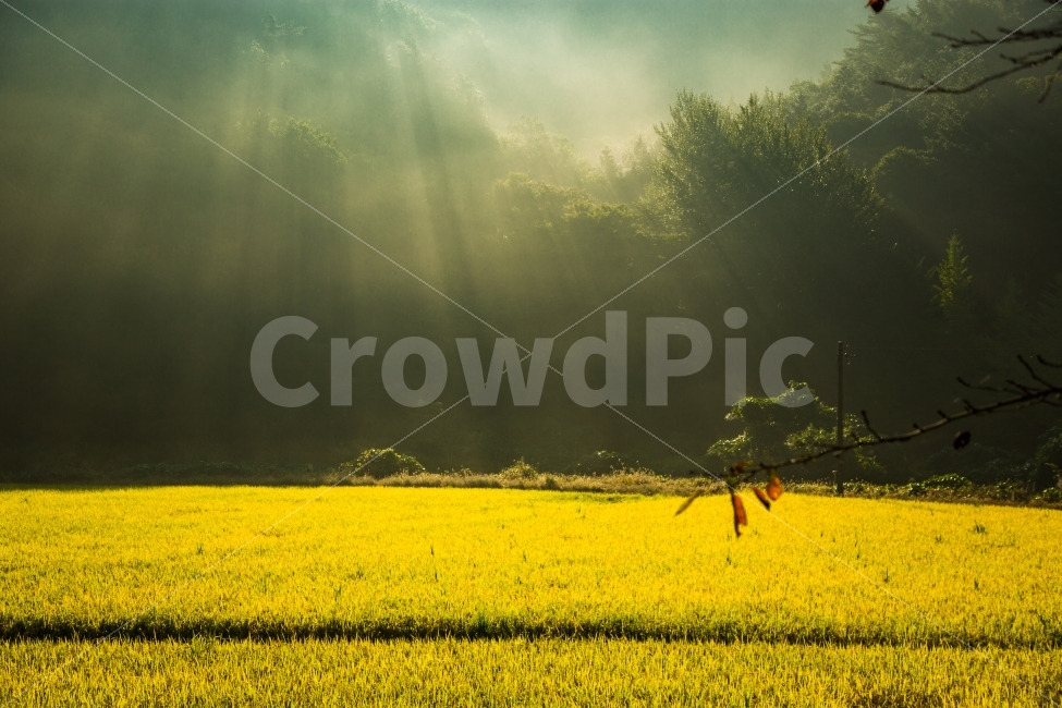 황금들판,빛내림,가을,아침풍경,벼,추수,자연,나뭇잎,가을,계절,fall,autumn,season,자연,풍경,nature,landscape,한국자연풍경,한국자연경관,korea nature landscape,시골,마을,country,rural,town,휴식,힐링,rest,relaxation,healing,outdoors,옥외,grassland,목초지,field,들