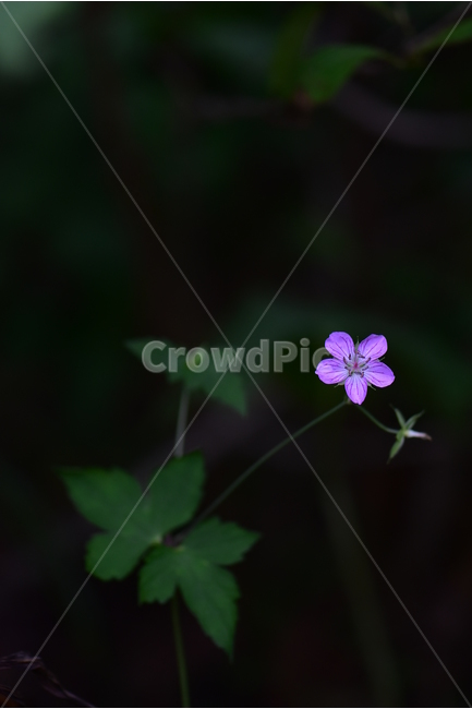 큰세잎쥐손이,야생화,식물,자연,꽃,생태,힐링,플라워,wildflower,flower,plants,nature,season,감성,느낌,emotion,feeling,여름,분홍색,여러해살이풀,쥐손이풀과,쥐손이풀속,식물,자연,plants,nature,꽃,flower