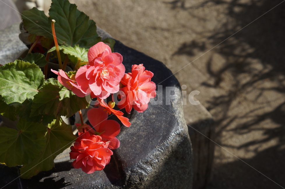 햇살,blossom,꽃,plant,식물,식물,자연,plants,nature,꽃,flower