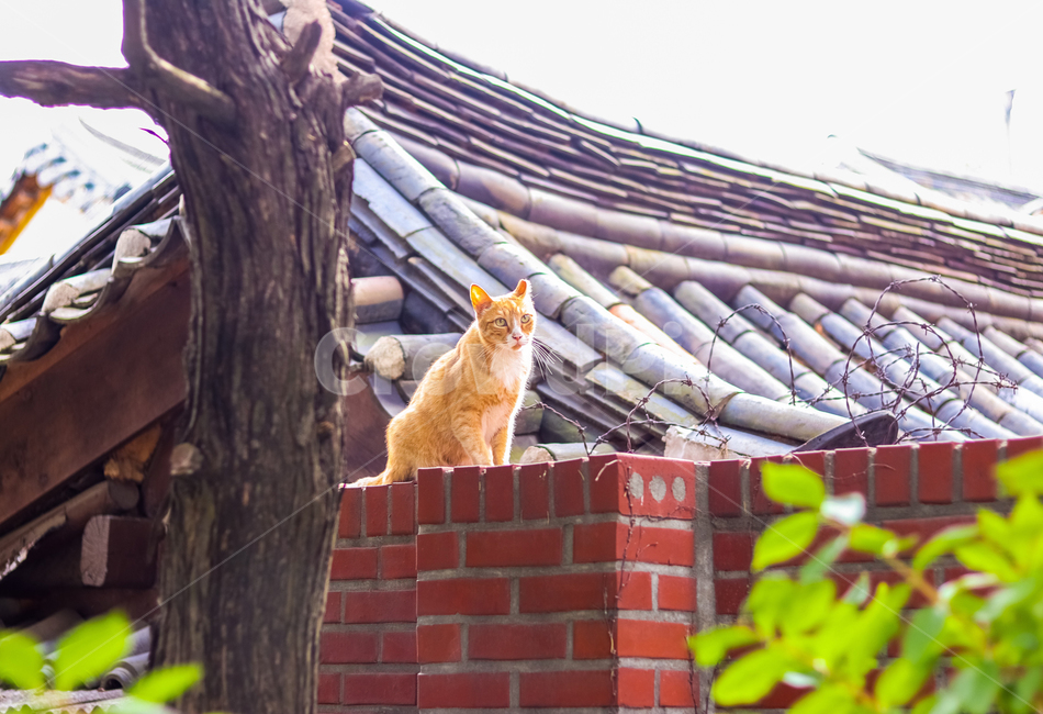 고양이,냥이,야옹,cat,기와