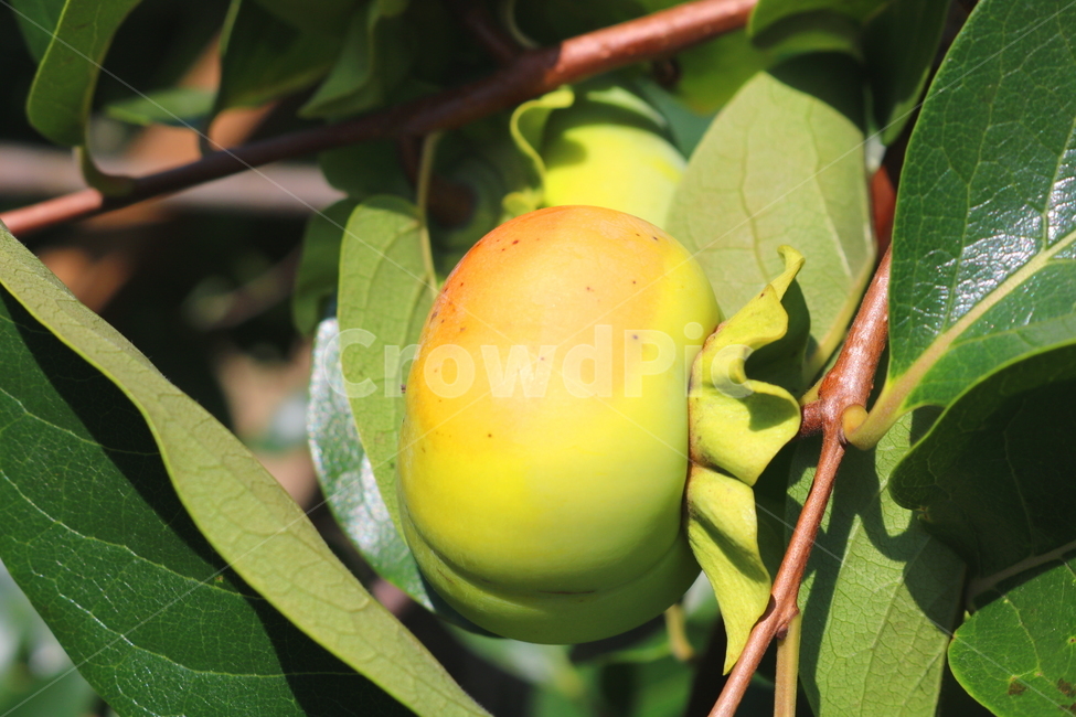 감,나무,감나무,식물,과일,열매,자연,식물,자연,plants,nature,과일,열매,fruit