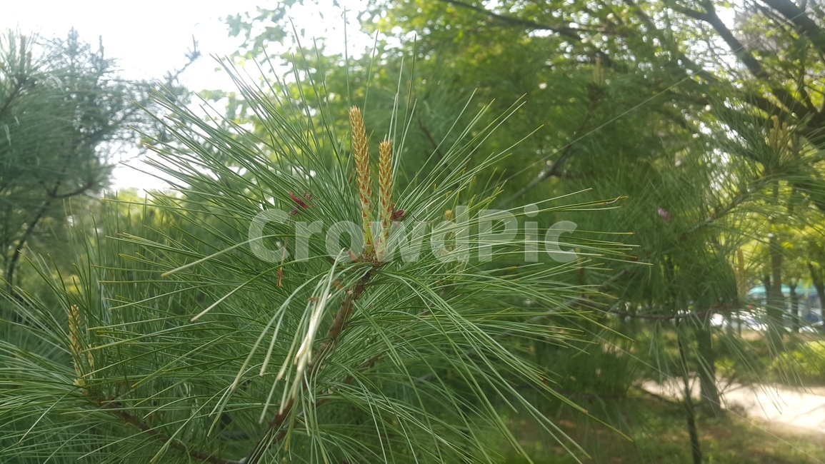 소나무,공원,나무,식물,공원의나무,tree,pinetree