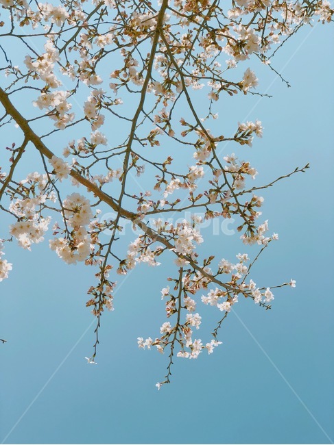 벚꽃,꽃,나무,봄,자연,flower,spring,nature