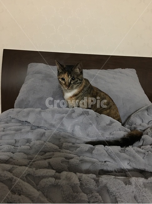 고양이,침대,코리안숏헤어,삼색고양이,집사,암컷,cat,koreanshorthair,kitty,animal,동물,animal,포유류,mammal,고양이,cat,kitten,kitty