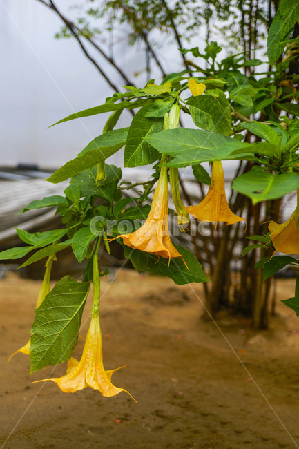 꽃,나팔꽃,노랑,하우스,풋사랑,기쁨,덧없는사랑,식물,자연,plants,nature,꽃,flower