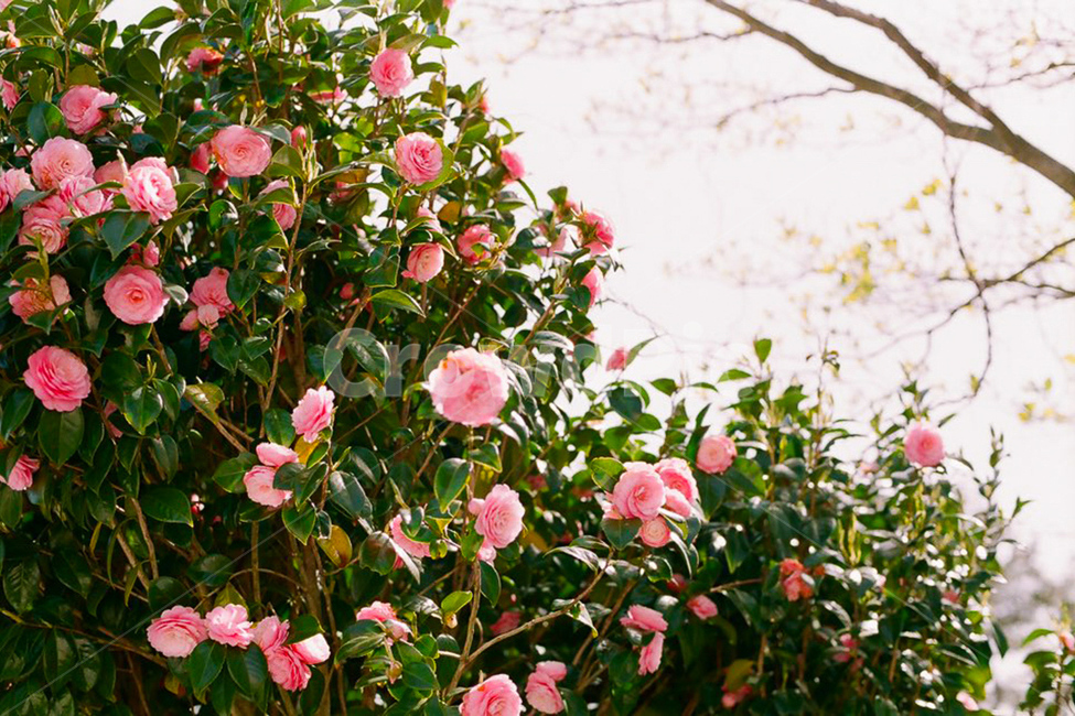 꽃,장미,장미꽃,분홍색,분홍장미,자연,감성사진,식물,자연,plants,nature,꽃,flower
