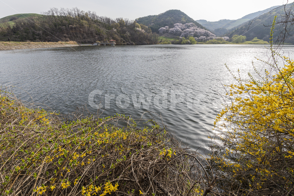 저수지,꽃,개나리,산,봄,spring,outdoor,green,grass,flower,blossom,cherry,countryside,lake,peaceful,dreamlike,beautiful,평화로운,아름다운