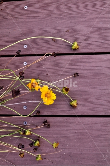 들꽃,가을꽃,꽃,플라워,flower,국화