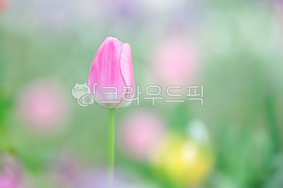 튤립,꽃,tulip,감성,봄꽃,분홍튤립,카피스페이스,색상,색채,색감,sensible,feeling,copyspace,color,nature,flower,식물,plant,blossom,사랑스런,따뜻한,화사한,꽃,flower