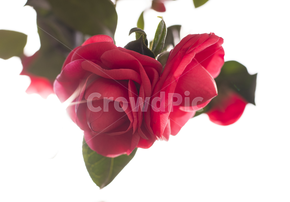 blossom,flower,꽃,plant,식물,동백,red,흰배경,아름다운,탐스로운,rose,장미,붉은,잎