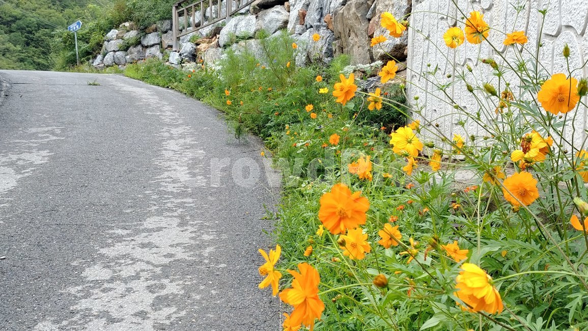 꽃길,길,들꽃,산길,길가,들국화,꽃,road,식물,자연,plants,nature,꽃,flower