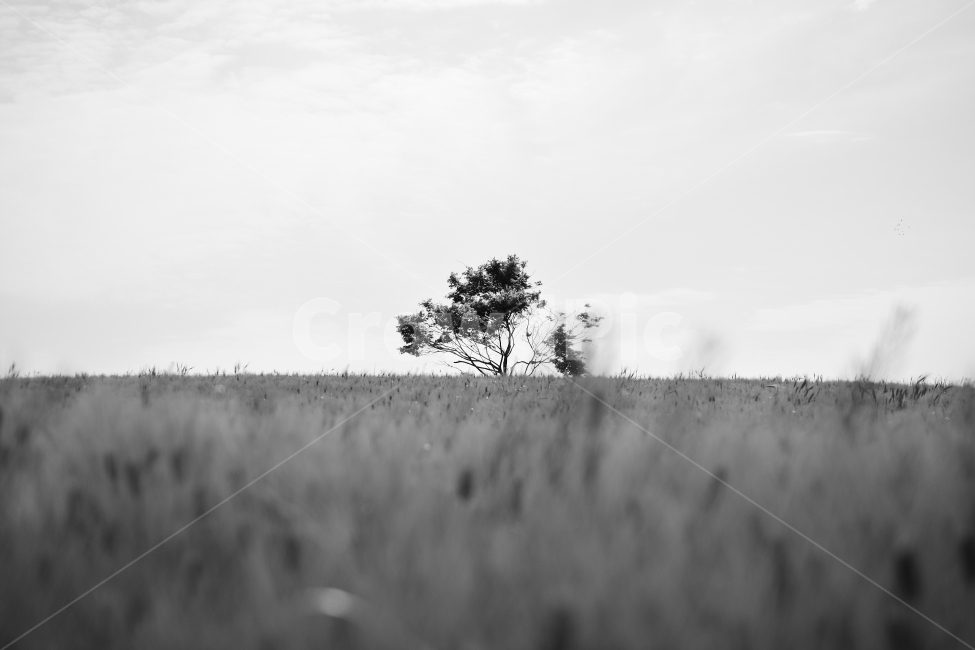 흑백,나무,홀로,흑백사진,보리밭,청보리밭,고창,농장,black,bnw,blackandwhite,tree,green,자연,풍경,nature,landscape,식물,plants,나무,trees,wood,흑백,모노톤,monochrome,black and white,field,들,grassland,목초지,outdoors,옥외,savanna,대초원