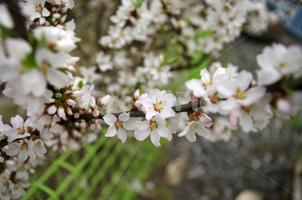 앵두꽃,꽃,flower,식물,plant,식물,자연,plants,nature,꽃,flower