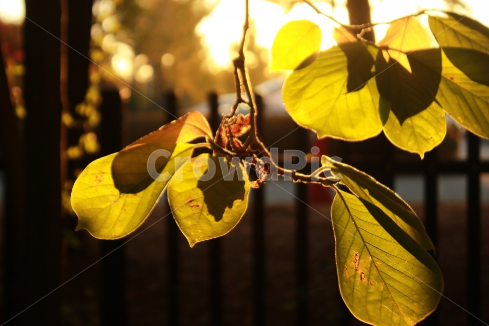 노을,해,잎,입,나뭇잎,나무,열정,역광,감성,가을,식물,자연,plants,nature,휴식,힐링,rest,relaxation,healing