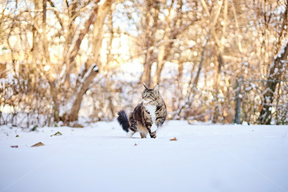 cat,고양이,animal,동물,mammal,포유류,pet,애완동물,반려동물,반려묘,눈,눈쌓인풍경,쌓인눈,snow,눈밭,길냥이,산책냥,산책냥이,nature,자연,겨울,계절,winter,season,동물,animal,포유류,mammal,고양이,cat,kitten,kitty