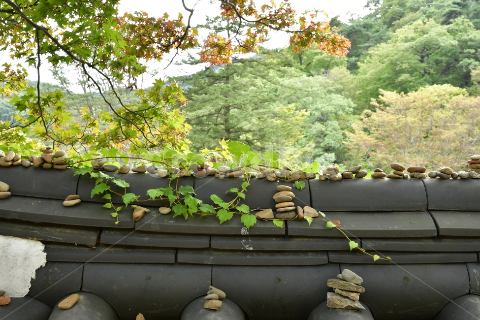 기와,담,넝쿨,담쟁이넝쿨,사찰담,느낌,전통적인,plant,식물