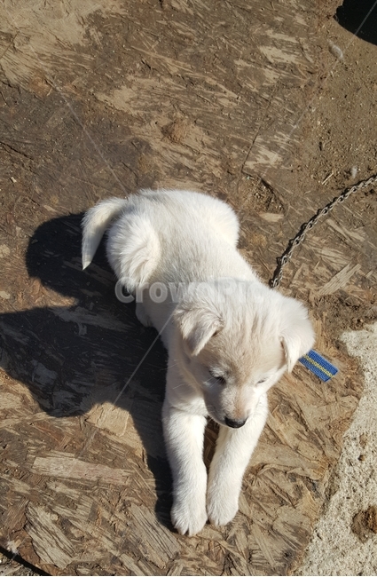 백구,백구강아지,강아지,흰둥이,개,흰색강아지,따사로움,귀여움,따뜻함,봄빛,햇살,동물,animal,포유류,mammal,개,강아지,dog,doggy