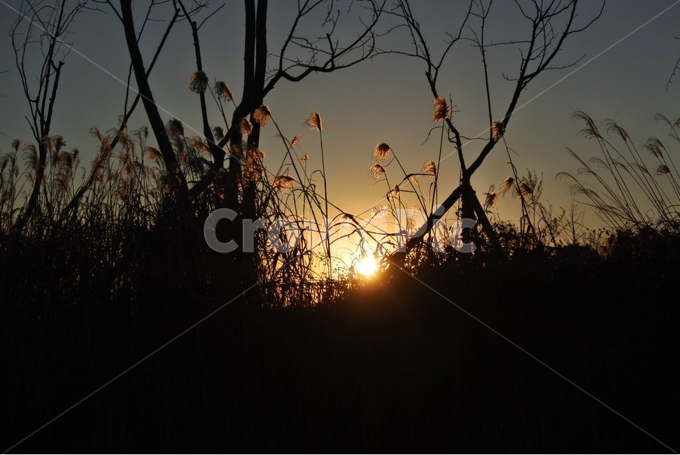 정동진,일출,해,태양,갈대,강릉,자연,풍경,nature,landscape,실루엣,그림자,silhouette,shadow,light,빛,flare,플레어,sunlight,햇빛,outdoors,옥외