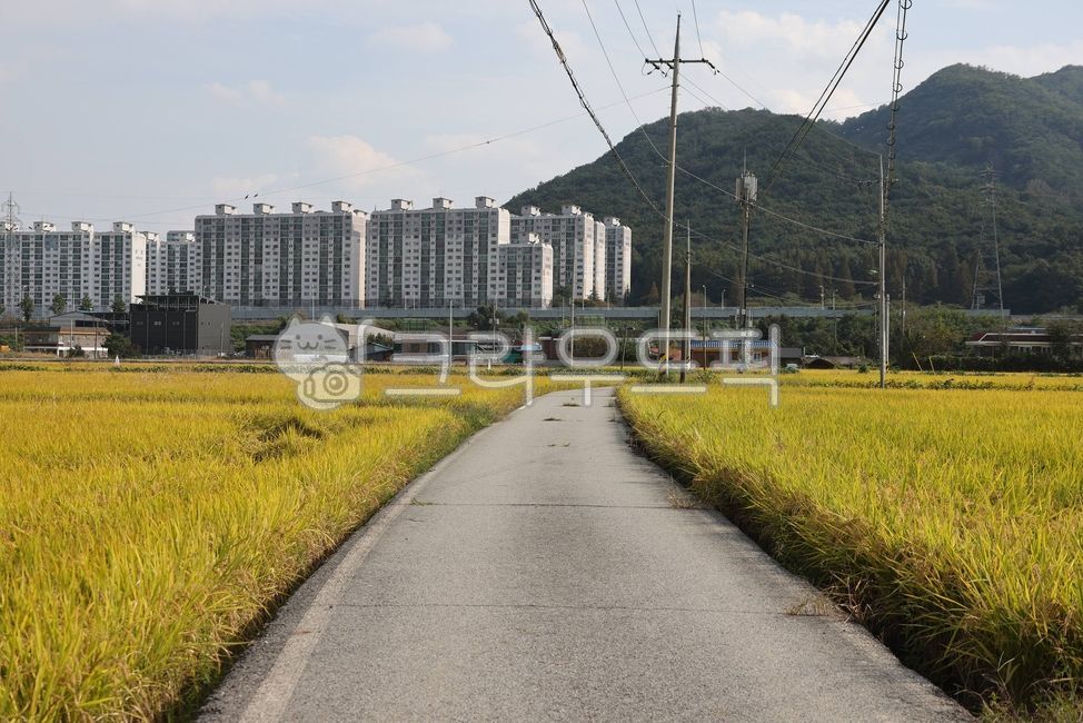 농로,농촌,시골길,가을농로길,가을