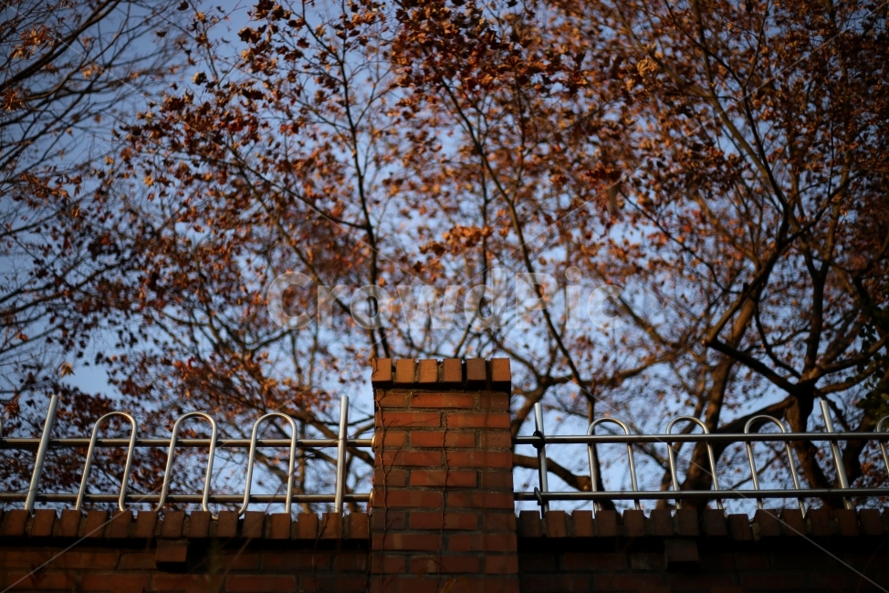 담벼락,나무,가을,겨울,감성,가을,계절,fall,autumn,season,건축물,건물외관,exterior,building,structure,architecture,construction,brick,벽돌
