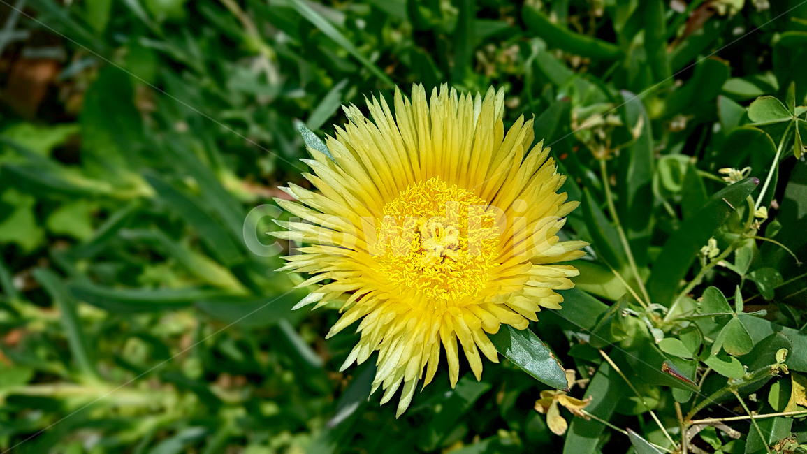 꽃,flower,plant,식물,정원
