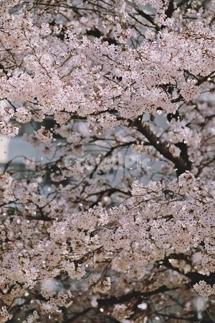 벚꽃,벚나무,cherryblossoms,flower,cherrytree,식물,자연,plants,nature,꽃,flower