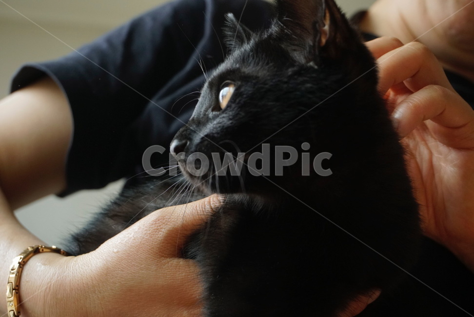 고양이,cat,동물,animal,blackcat,검은고양이,반려묘,검정색,black,동물,animal,포유류,mammal,고양이,cat,kitten,kitty