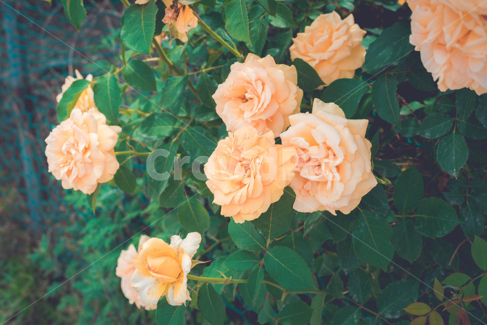 식물,장미,장미꽃,꽃,여름꽃,식물,자연,plants,nature,꽃,flower