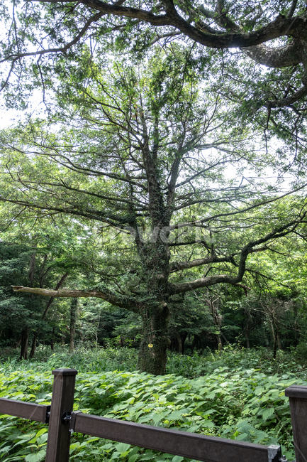 삼림,비자림,자연,풍경,숲,나무,풀,tree,nature,휴식,나무줄기,식물,plant,제주,제주도,자연,풍경,nature,landscape,식물,plants,나무,trees,wood,tree trunk,나무 줄기