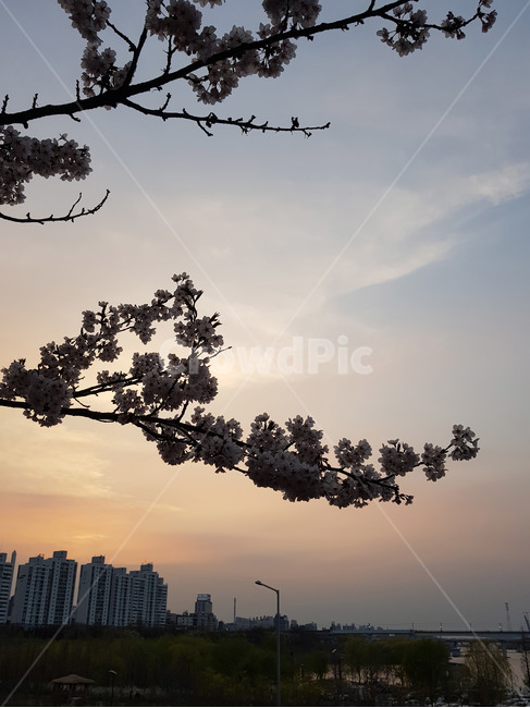 노을,선셋,sunset,벚꽃,cherryblossom,꽃,flower,봄,spring,하늘,sky,식물,나무,벚나무,감성사진,배경,color,색감,색,색채,아파트,한강,한강변