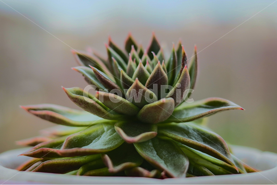 plant,식물,꽃,flower,선인장,새싹