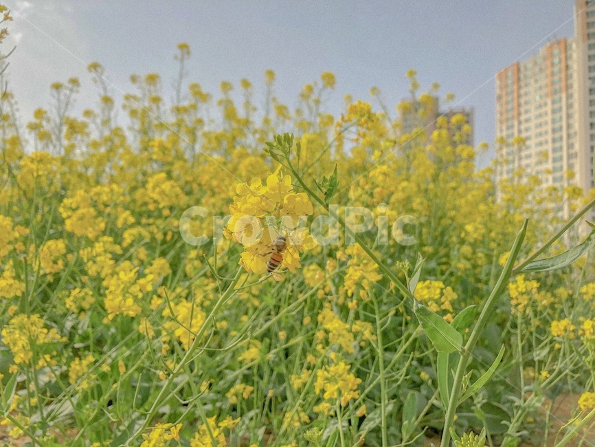 꽃,노란꽃,유채꽃,벌,꿀벌,축제