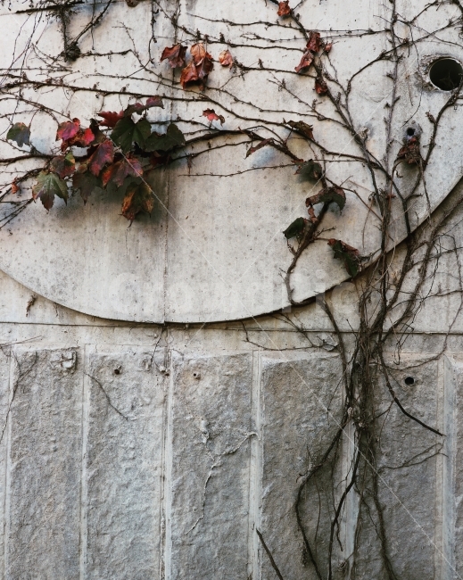 담쟁이,가을,자연,벽,단풍,가을,계절,fall,autumn,season,식물,자연,plants,nature,plant,wall