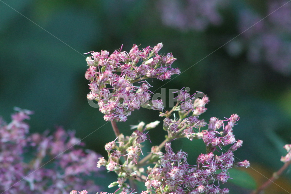 골등골나물,꽃,식물,야생화,lindleyboneset,식물,자연,plants,nature,꽃,flower
