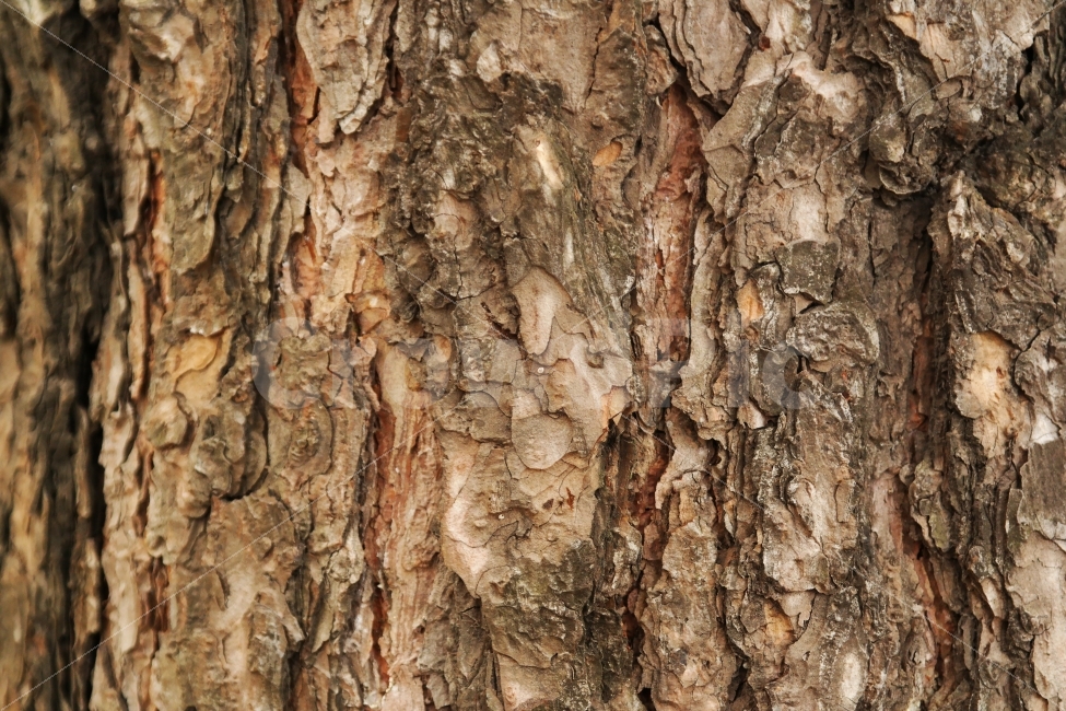 tree bark,rough,wood grain,old tree,tree