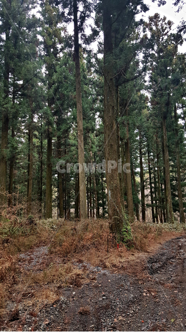 나무,숲,tree,plant,자연,옥외,nature
