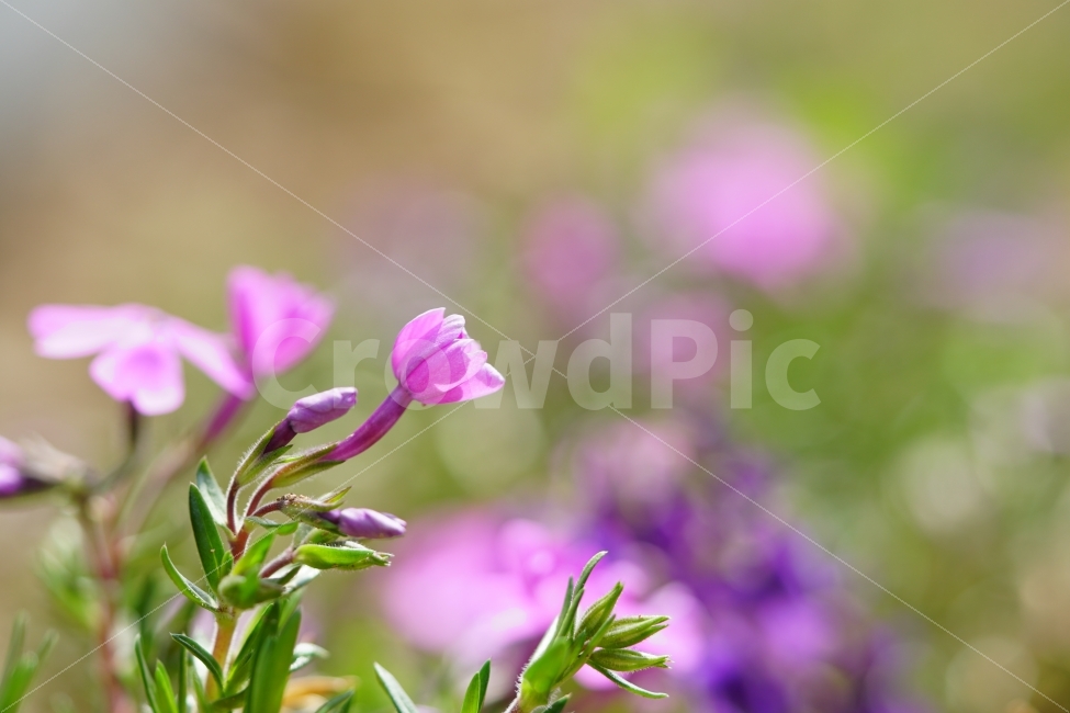 봄,꽃,플라워,flower,자연,풍경,경치,식물,이파리,spring,산뜻,따뜻,지면패랭이,접사,macro,클로즈업,closeup,tree,숲,숲속,산림,삼림,조경,plants,봄꽃,감성,힐링,landscape,식물,자연,plants,nature,꽃,flower