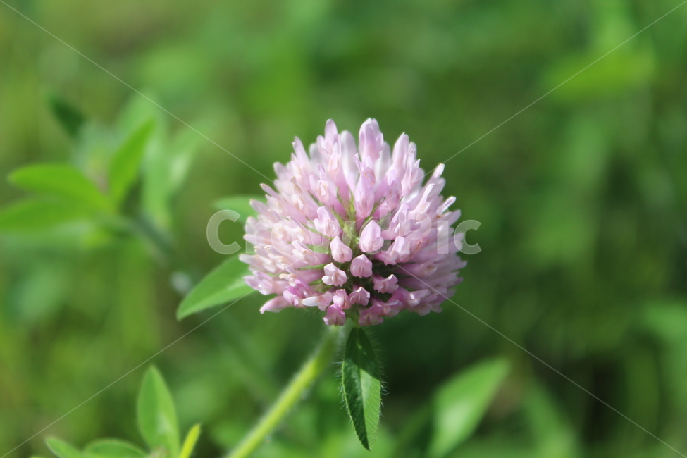 plant,식물,flower,꽃,white,식물,자연,plants,nature,꽃,flower