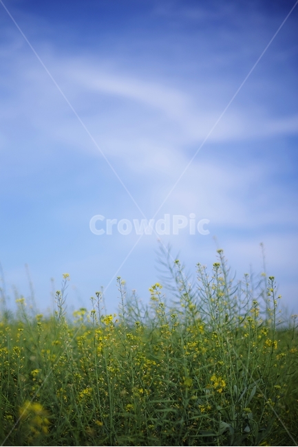 꽃,유채꽃,노란색,yellow,flower,꽃밭,유채꽃밭,여름,자연,하늘,nature,summer,도시,city,아름다움,감성,감성사진,소풍,나들이,자연,풍경,nature,landscape,식물,plants,꽃,flower,grass,잔디,plant,outdoors,옥외