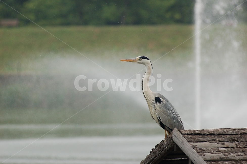 새,조류,왜가리,자연,동물,야생,animal,bird,nature,동물,animal,조류,새,birds
