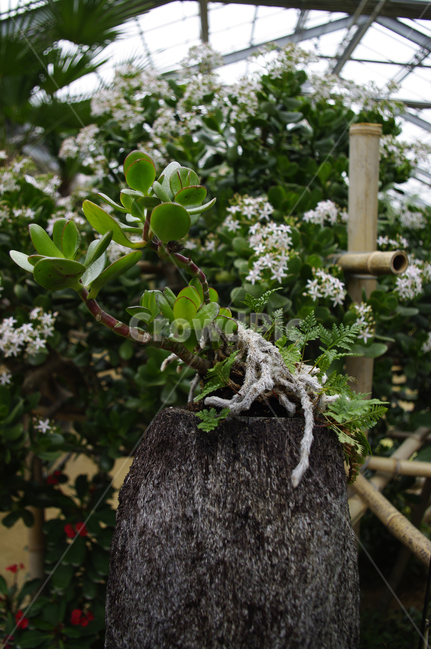 꽃,식물,flower,plant,color,식물,자연,plants,nature,꽃,flower