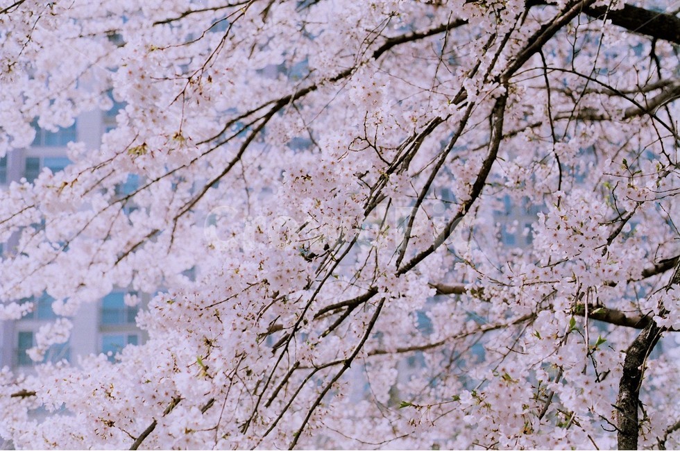 봄,봄날,벚꽃엔딩,벚꽃,꽃나무,벚꽃나무,필름,감성,풍경,식물,꽃,4월,흩날리는,꽃가지,분홍색,spring,pink,몽환적,따스한,꽃구름,꽃잎,꽃길,봄,계절,spring,season,식물,자연,plants,nature,꽃,flower,감성,sensible,feeling,plant,blossom,cherry blossom