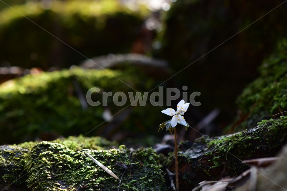 너도바람꽃,야생화,봄,꽃,풀꽃,자연,식물,식생,감성,힐링,plants,nature,spring,season,flower,emotion,feeling,흰색,초본,너도바람꽃속